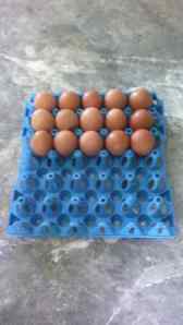 Egg Tray / tempat telur plastik 30 butir (small) 